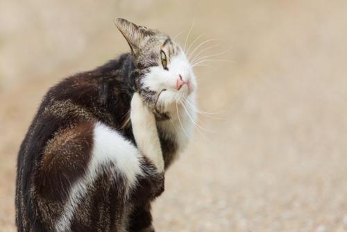 毛繕いをする猫