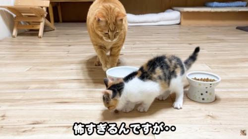 怖すぎるんですが