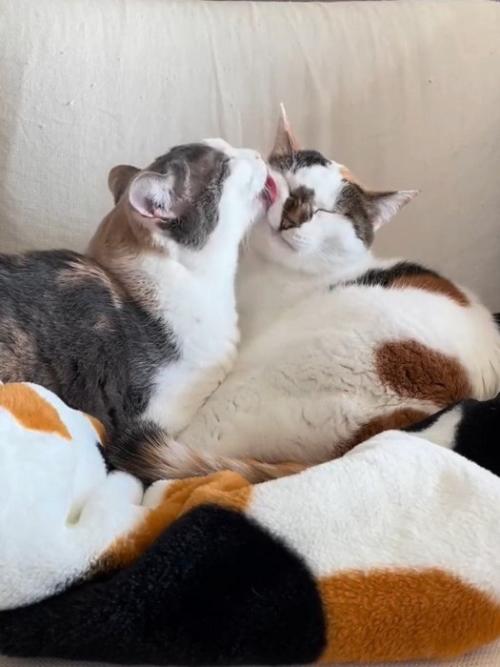 顔をなめられる猫