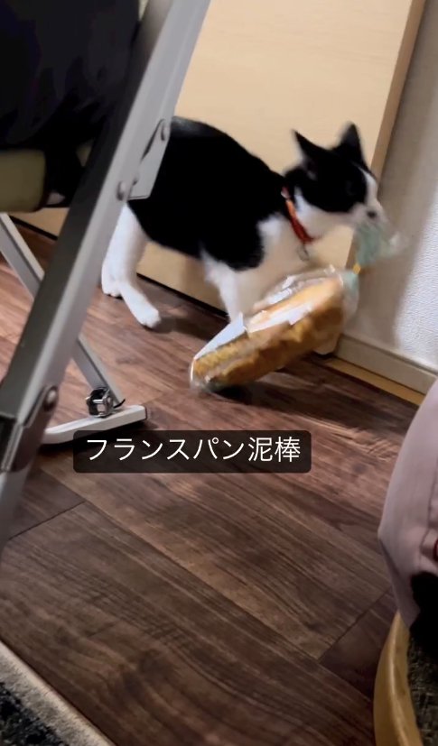 フランスパンを運んでいる猫
