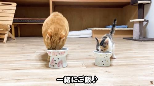 テロップ「一緒にご飯」