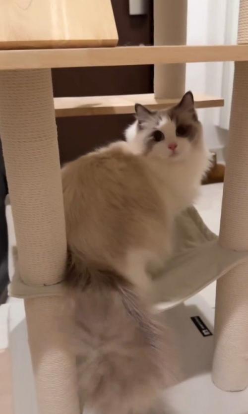 ハンモックで座る猫