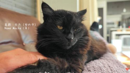 テロップ「名前 モカ（女の子）」