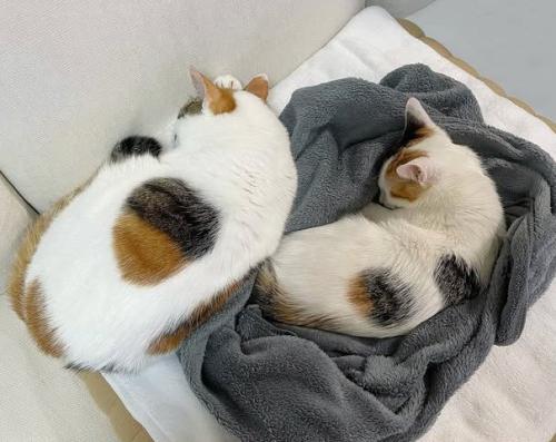 並んで寝る2匹の猫