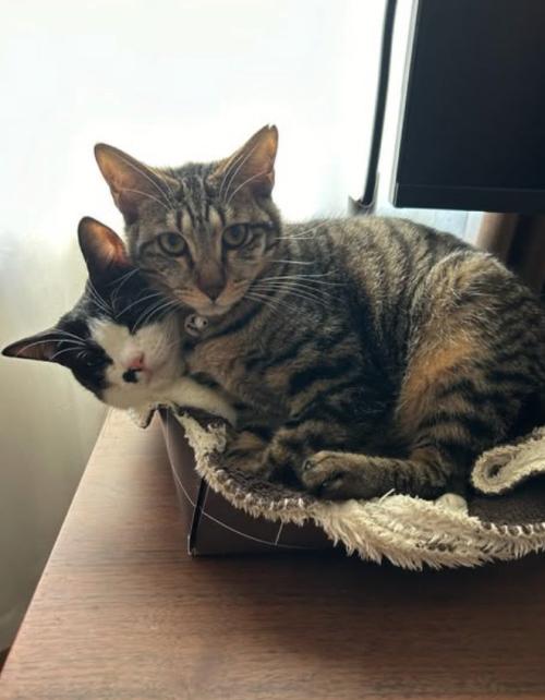 浅いカゴの中に折り重なって入っている2匹の猫