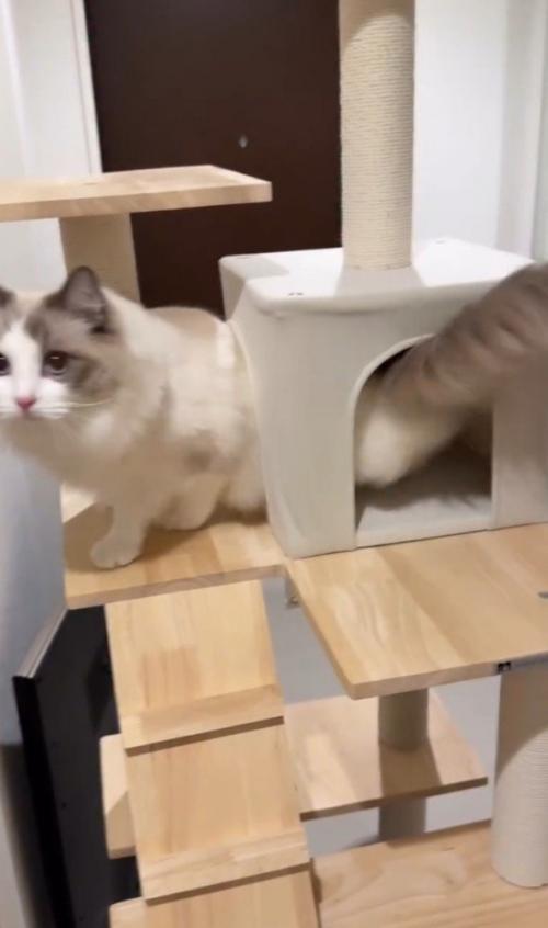 トンネルをくぐる猫