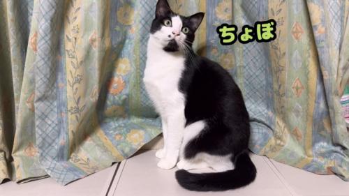 おすわりする猫