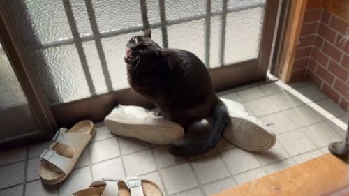 口を開けた表情