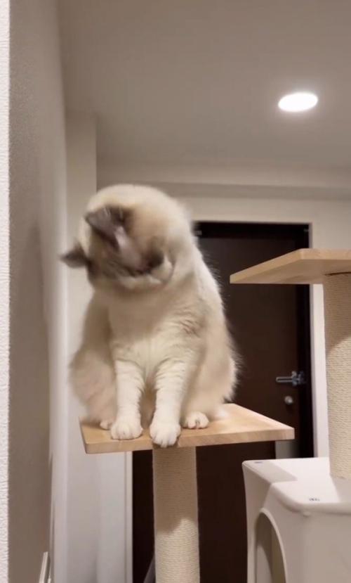 グルーミングする猫