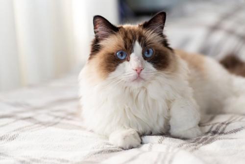 ベッドで寛ぐ猫