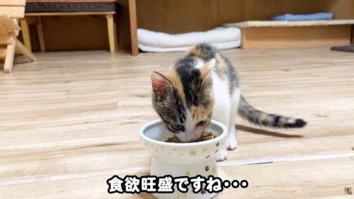 テロップ「食欲旺盛ですね」