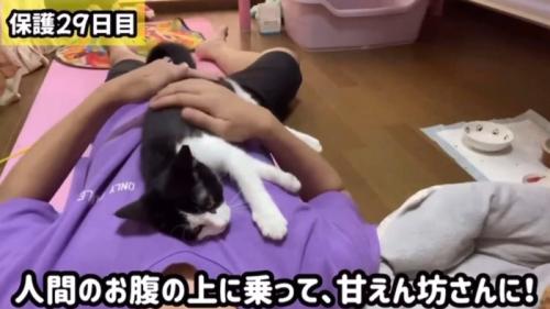 人のお腹の上に乗る子猫