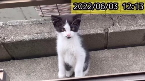 外にいる子猫