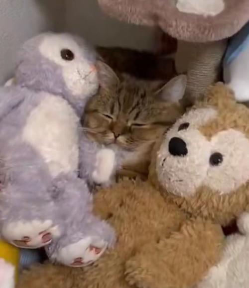 ぬいぐるみに擬態する猫