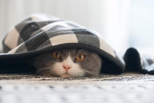 ブランケットの下に隠れている猫