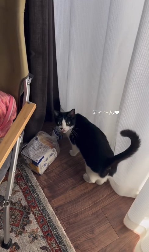 床に置いた食パンに近くでカメラを見つめる猫「にゃ〜ん♡」