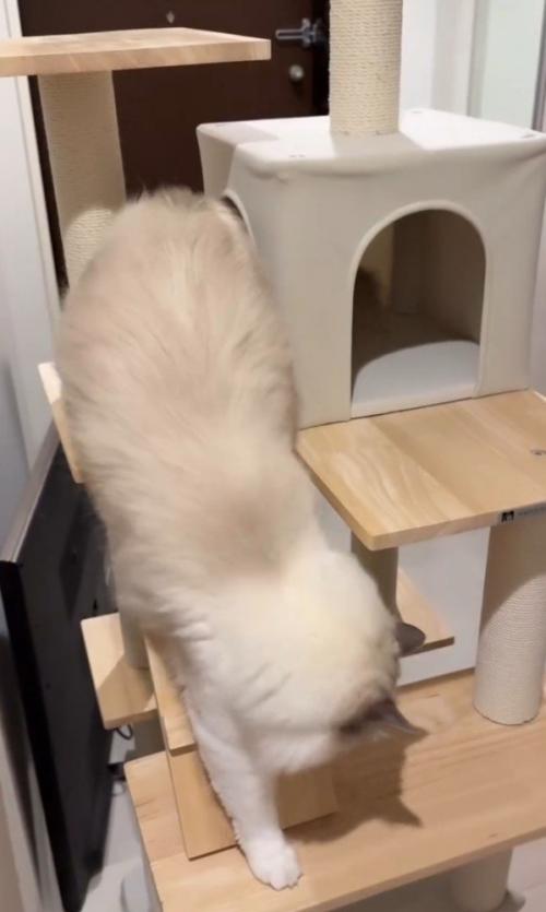 はしごを降りる猫