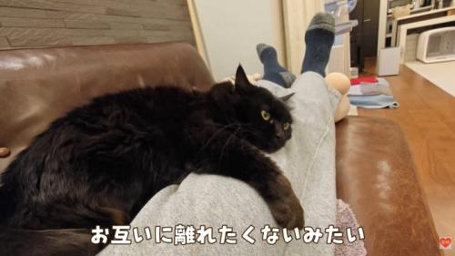 テロップ「お互いに離れたくないみたい」