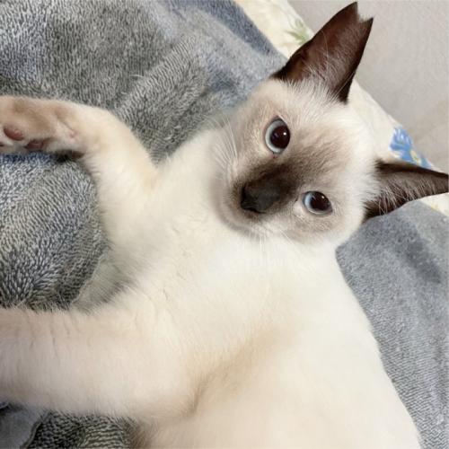 寝そべっている猫