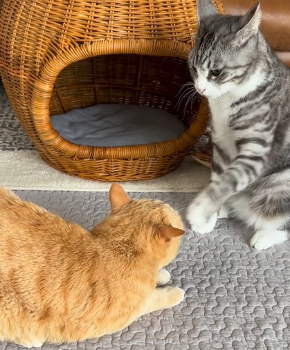 左足で茶トラ猫を触る寸前のサバ白猫