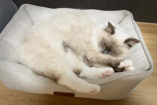 ベッドで気持ちよさそうに寝ている猫