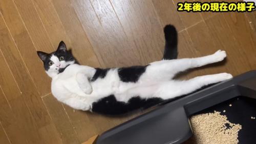 仰向けの猫