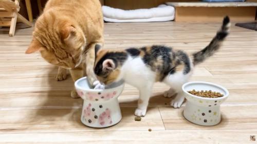 茶トラさんの手を押さえる三毛子猫ちゃん