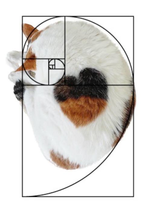 ハートの模様の猫