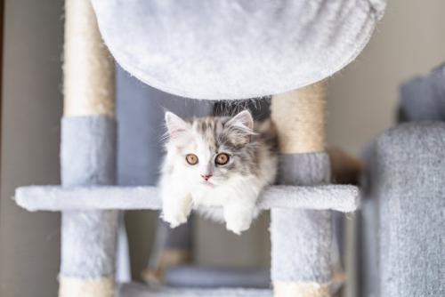 キャットタワーで遊ぶ猫