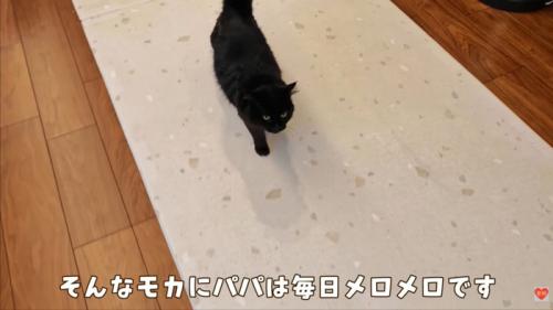 テロップ「そんなモカに～」
