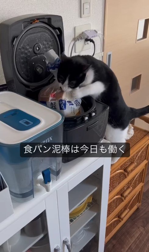 炊飯器の中に入った食パンを袋ごとくわえている猫