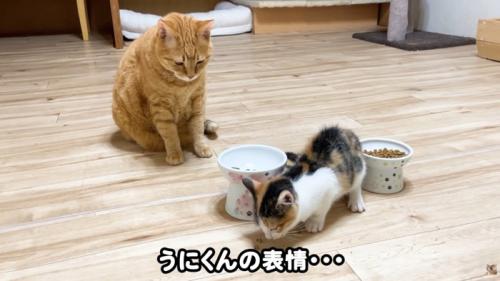 テロップ「うにくんの～」