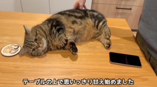 テーブルの上で甘える猫