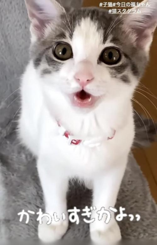 ママを見ながら鳴く子猫