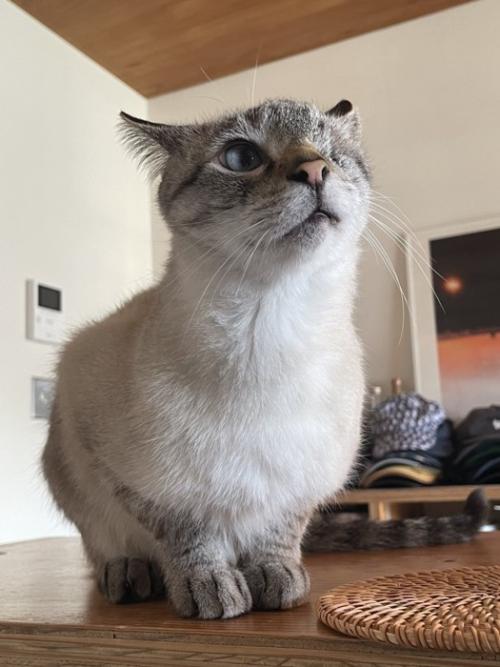 イカ耳で座る猫