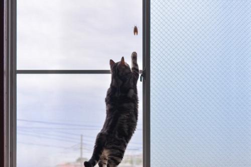 セミを捕まえたい猫