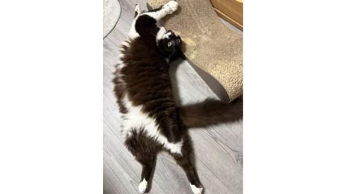 室内にいる猫