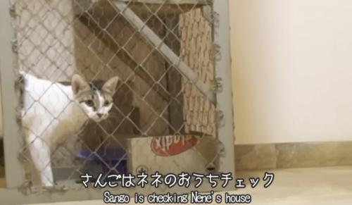 ケージの中の猫