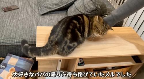 飼い主になでられている猫