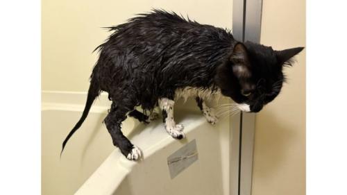 お風呂にいる猫