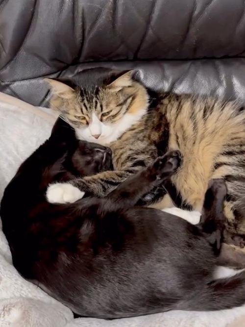 くっついて寝る猫