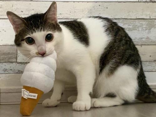 ソフトクリームのおもちゃをくわえた猫