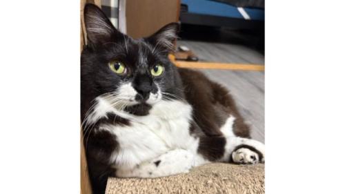 室内にいる猫