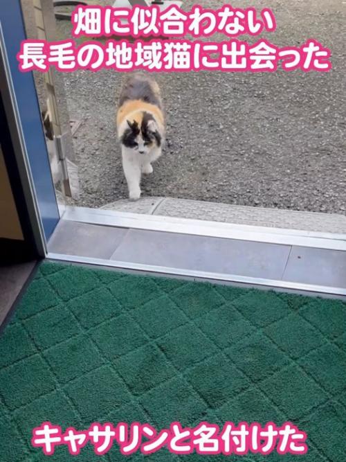 歩いてくる猫