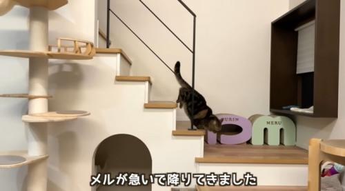 飼い主の帰りに気づいて一階におりてくる猫