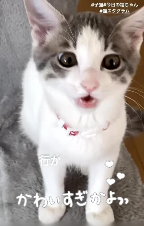 ママに向かって鳴く子猫