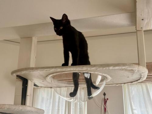 ボウルに立つ猫