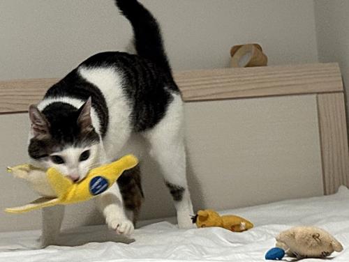 バナナのおもちゃに夢中で他は眼中にない猫