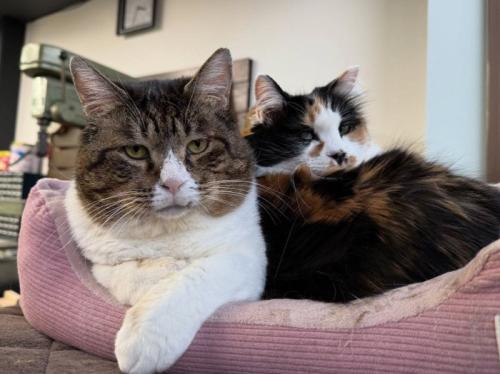 寄り添う2匹の猫