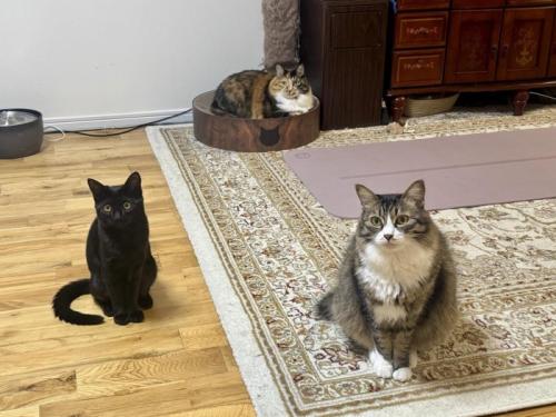 お座りする猫たち